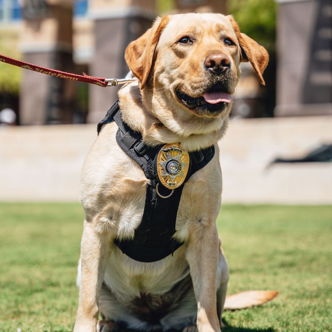 Jersey The Arson Dog, North Las Vegas Fire Department