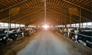 An image of a dairy cow. Cows in a barn.