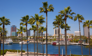 Image of the City of Long Beach. Palm trees in the photo in front of the city.