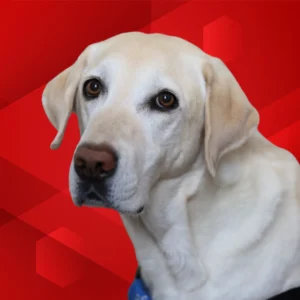 Hopper is a yellow lab service dog.